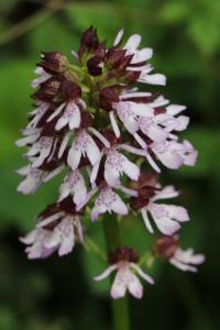 Orchis pourpre