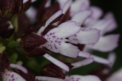 Orchis pourpre