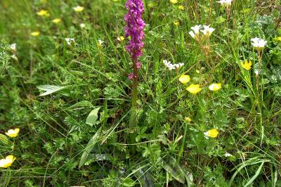 Orchis mâle