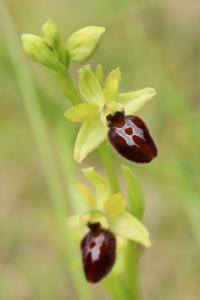Ophrys araignée