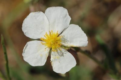 Hélianthème des Apennins