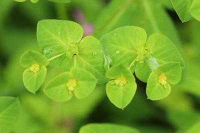 Euphorbia dulcis