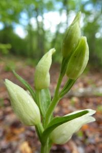 Cephalanthera damasonium