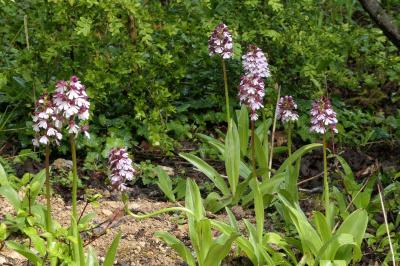 Orchis pourpre