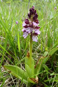 Orchis pourpre