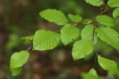 Fagus sylvatica