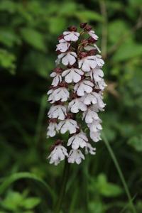 Orchis pourpre