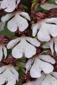 Orchis pourpre