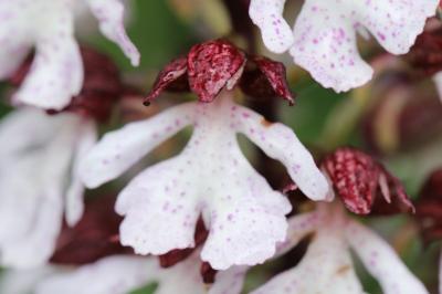 Orchis pourpre