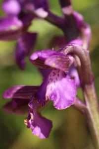 Orchis bouffon