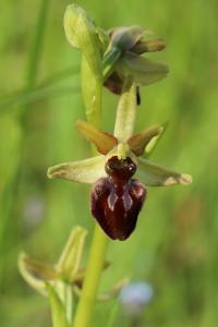 Ophrys araignée