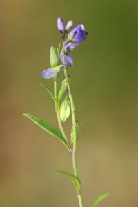 Polygala commun