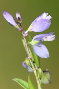 Polygala commun