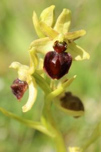 Ophrys araignée