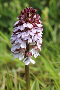 Orchis pourpre