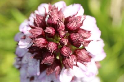 Orchis pourpre