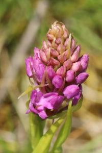 Orchis pyramidal