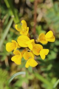 Hippocrepis à toupet