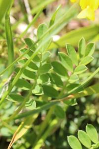 Hippocrepis à toupet