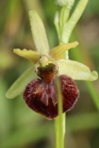 Ophrys araignée