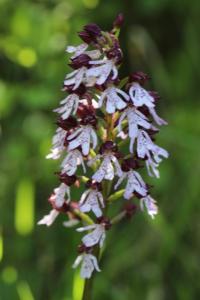 Orchis pourpre