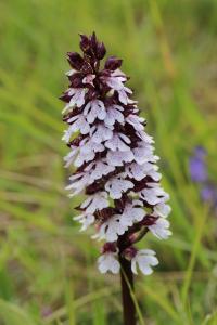 Orchis pourpre