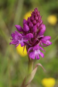 Orchis pyramidal