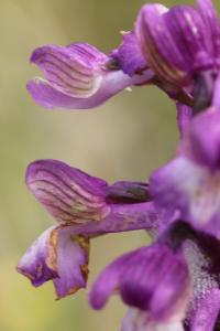Orchis bouffon