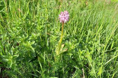 Orchis singe