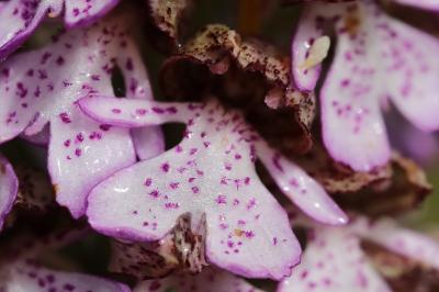 Orchis pourpre