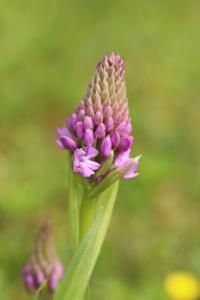 Orchis pyramidal