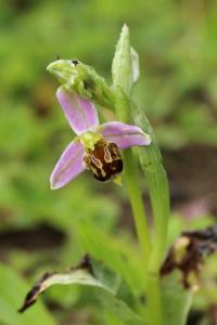 Ophrys abeille