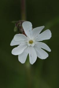 Compagnon blanc
