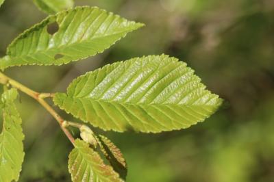 Ulmus minor
