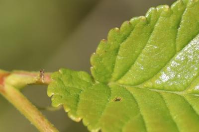 Ulmus minor