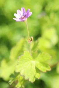 Géranium des Pyrénées