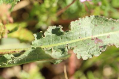Rumex crispus
