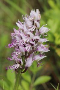 Orchis singe