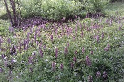Orchis pourpre