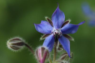 Borago officinalis