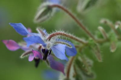 Borago officinalis