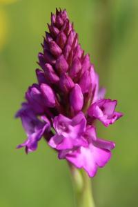 Orchis pyramidal