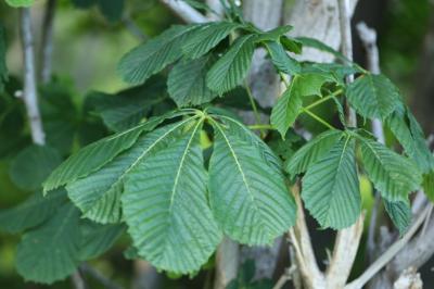 Aesculus hippocastanum