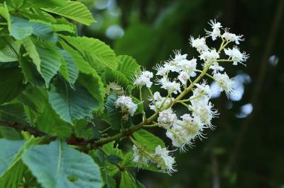 Aesculus hippocastanum