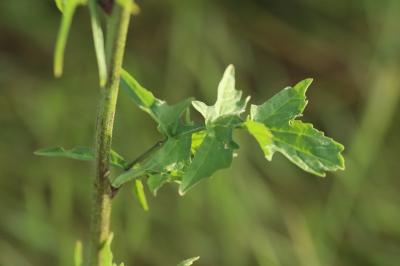 Herbe aux chantres