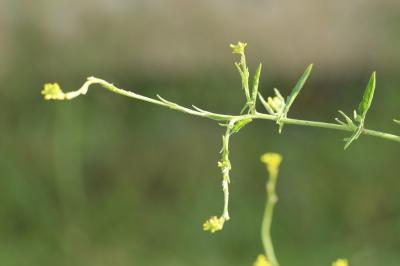 Herbe aux chantres