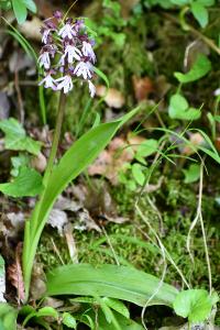 Orchis pourpre