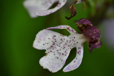 Orchis pourpre