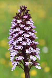 Orchis pourpre