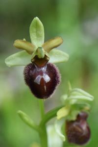Ophrys araignée